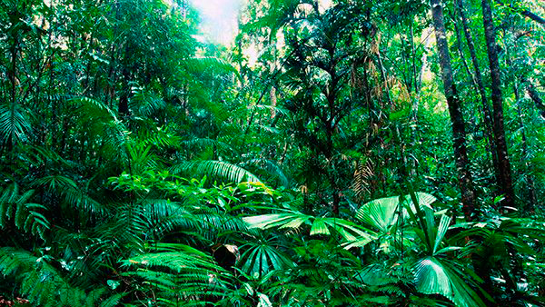 Aprobada la Maestría en Biología de la Conservación y Ecología Tropical