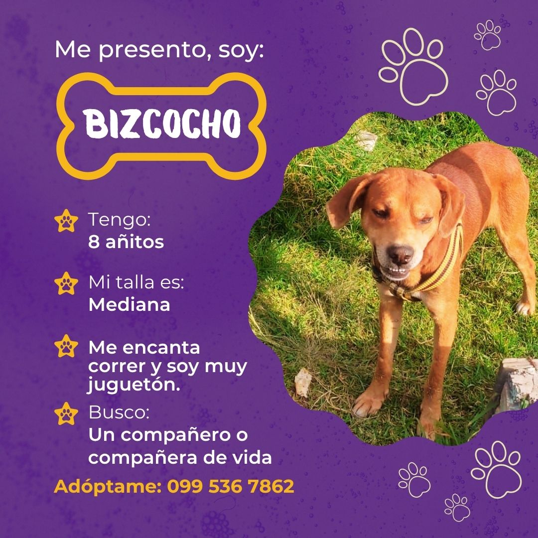 BIZCOCHO