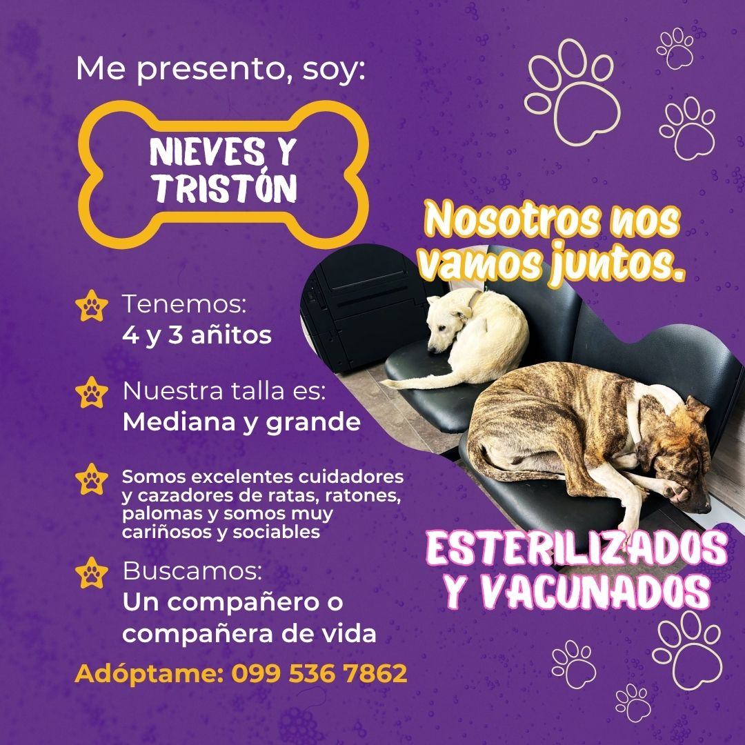 NIEVES Y TRISTÓN
