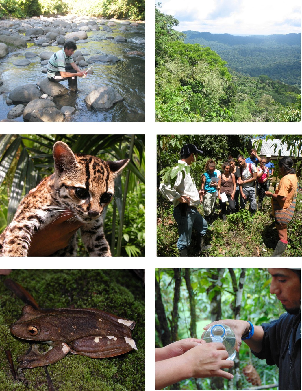 Collage de actividades IEAI